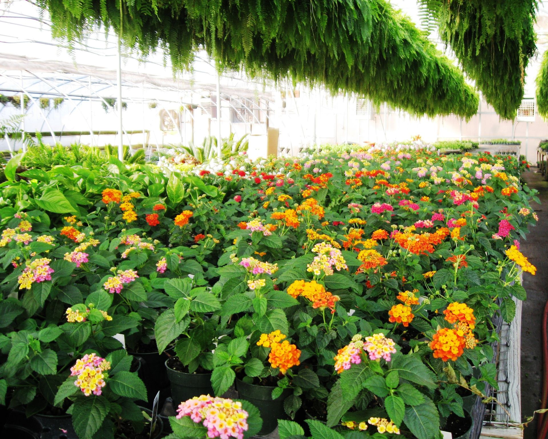 Annuals Bedding Plants Myers Greenhouse Yadkinville, NC
